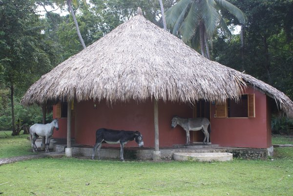 Donkeys sheltering from the rain -  they´re not as stupid as they sound!
