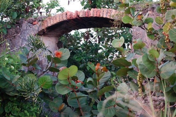 Sugar mill ruins sea grapes