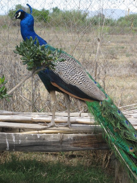 The pavo real