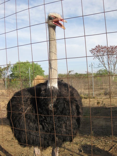 The avestruz