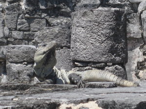 Iguanas love sunbathing on ruins