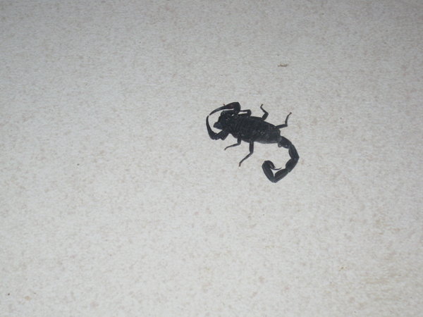There are scorpions here