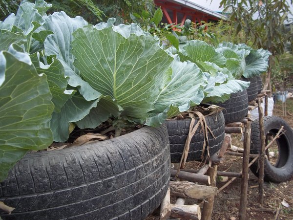 Cabbage in Reused Tires