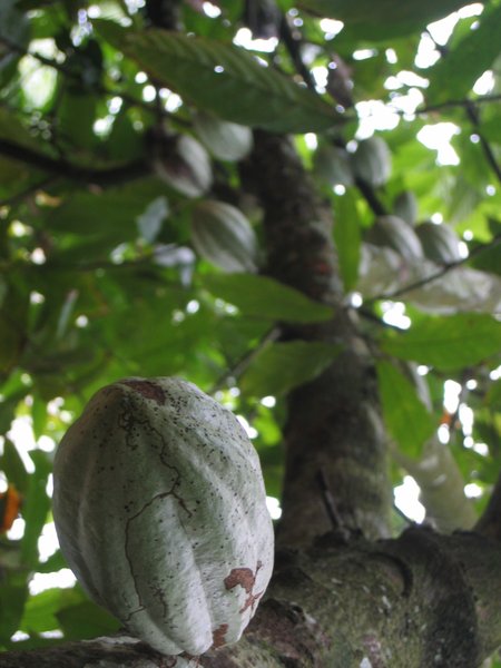 Cacao trees in abundance