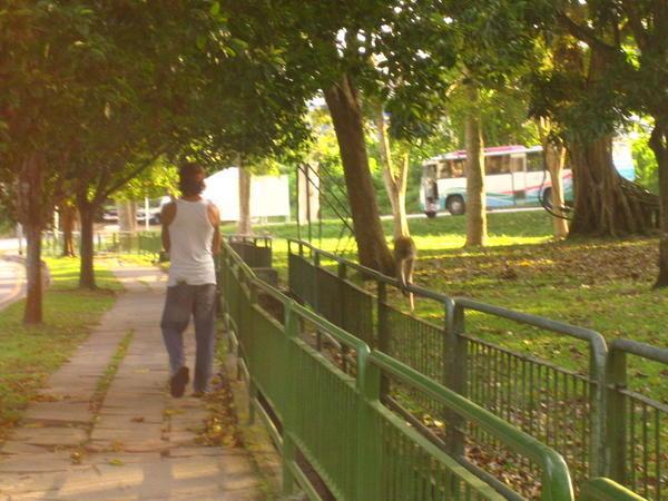 Singapore - Monkey takes a walk