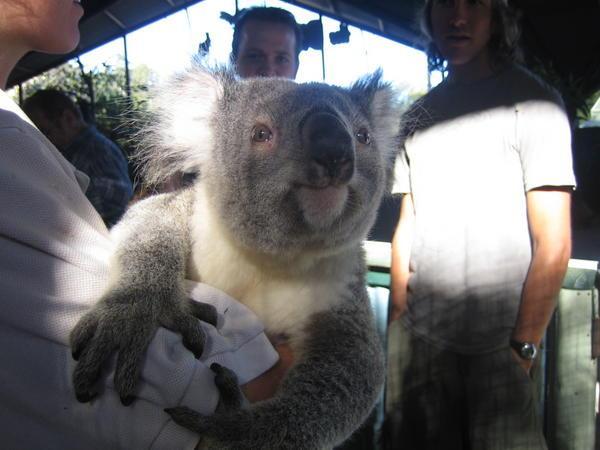 Billabong Koala Park