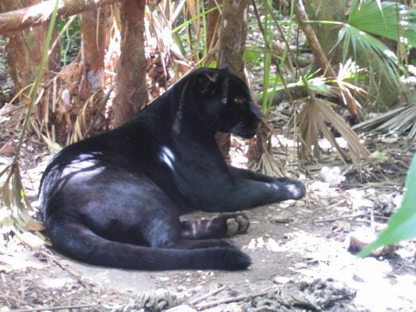 Belize and the only thing worth visiting for. The zoo