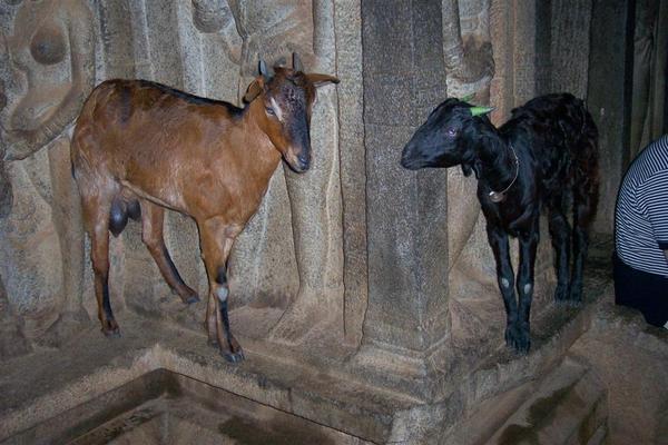 Goats in the Shrine
