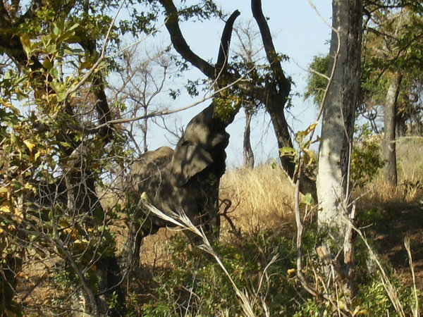 First Elephant Sighting