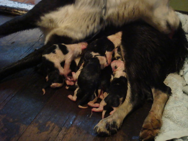 Tipsys puppies... 16 in total!