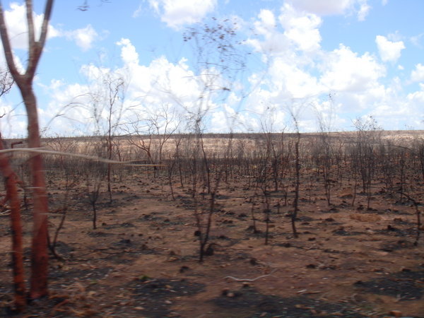 After the bush fires