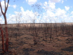 After the bush fires