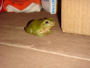 Freddie the tree frog- with whom i shared my shower