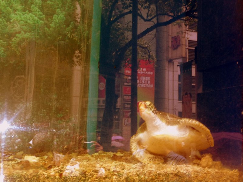 Turtle wanders why he is in a window display at a fancy store?