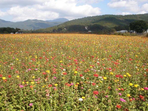 Field of flowers by highway