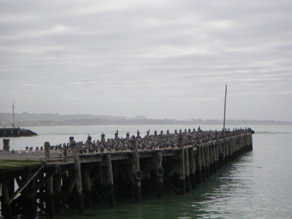Birds on pier