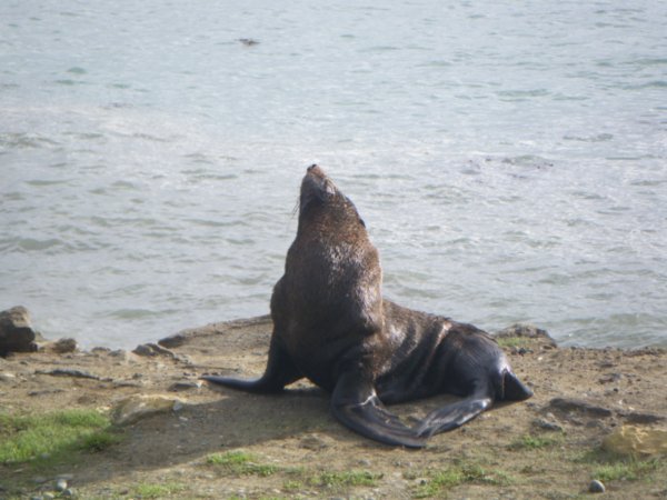 Sunbathing sea lion