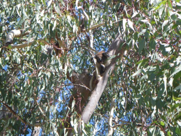 The Koala 