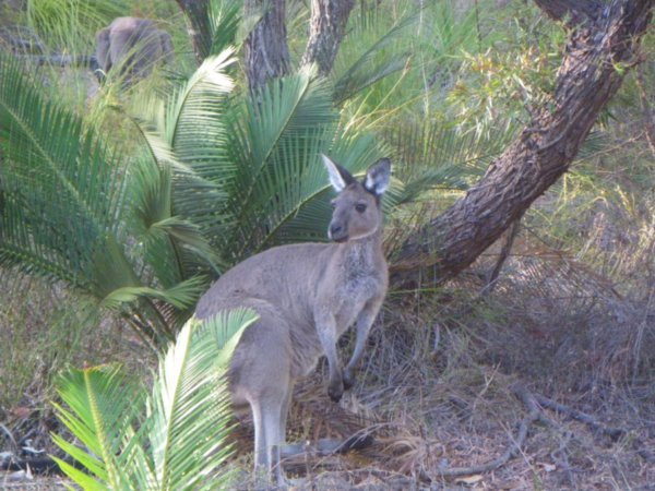 Kangaroos visit at breakfast