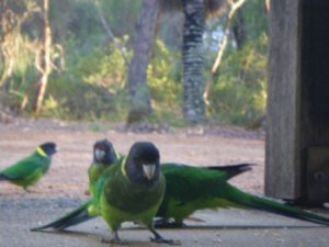 The local parrots waiting for breakfast
