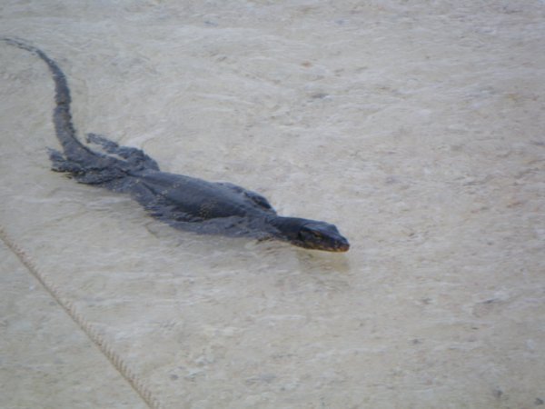Lizard at Bamboo Island