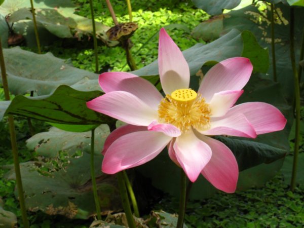 An open lotus flower | Photo