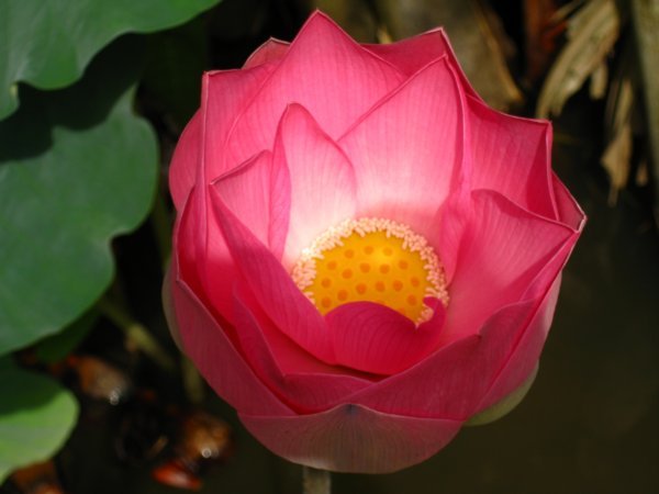 A slightly more closed lotus flower Photo