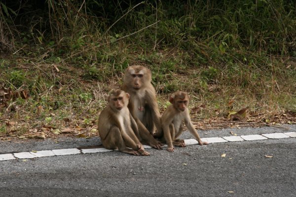 More macaques