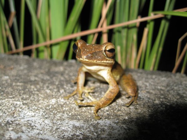 Frog, Langkawi