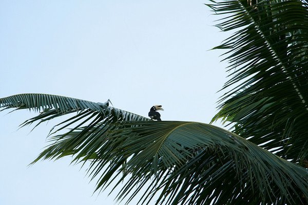 Hornbill, Langkawi