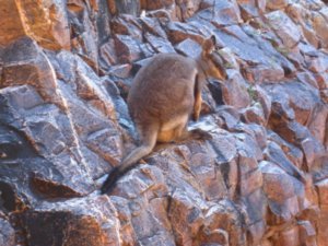 Rock wallaby