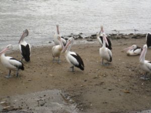 Pelicans!