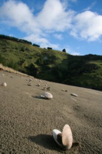 Shells on a beach near Akaroa