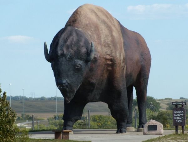 One Big Buffalo