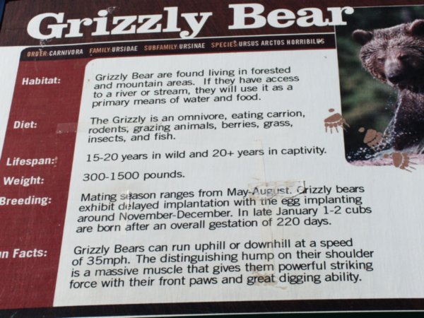 Grizzly info