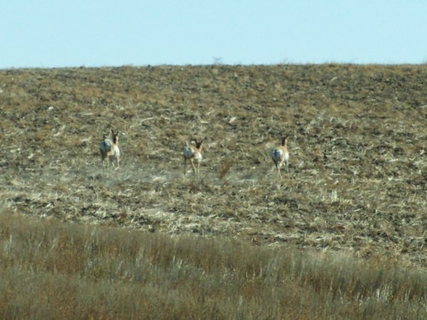 Antelope high-tailing it away from us