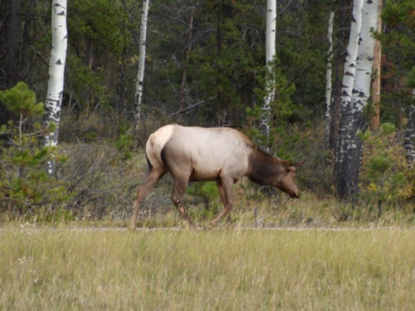 Female elk trying to get away from gathering people