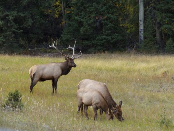 The buck elk reigns his crew in