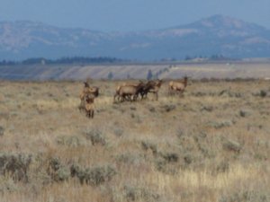Our first elk sighting