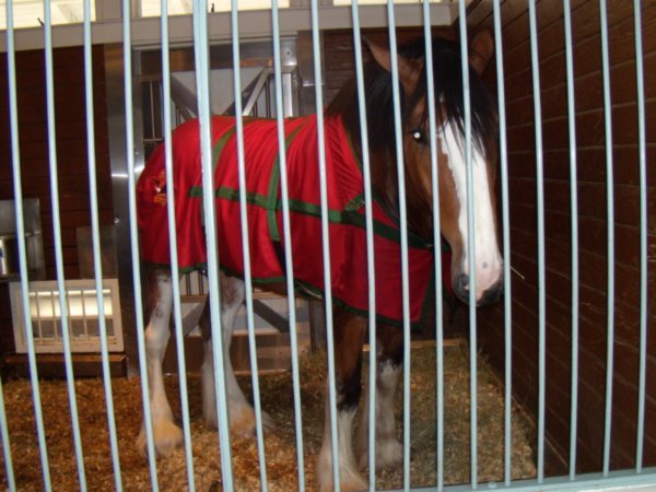 Sea World - Clydesdales