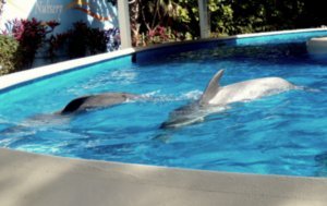 Sea World - Dolphin Nursery 1