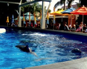 Sea World - Dolphin Nursery 2