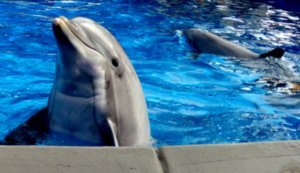 Sea World - Dolphin Nursery 3