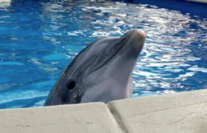 Sea World - Dolphin Nursery 4