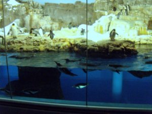 Sea World - Penguins 1