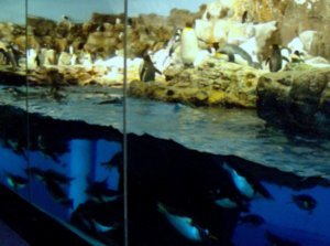 Sea World - Penguins 