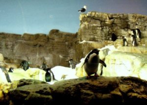 Sea World - Penguins 