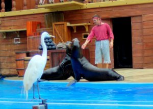 Sea World - Sea Lion Show 5
