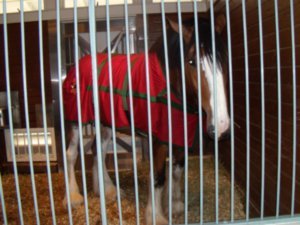 Sea World - Clydesdales 1
