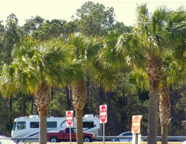 Georgia palm trees